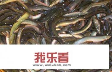 东北酱炖泥鳅怎么做？