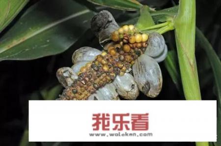 玉米黑粉菌是什么原因导致的？可以预防吗？