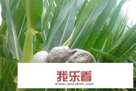 玉米黑粉菌是什么原因导致的？可以预防吗？