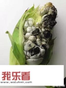 玉米黑粉菌是什么原因导致的？可以预防吗？