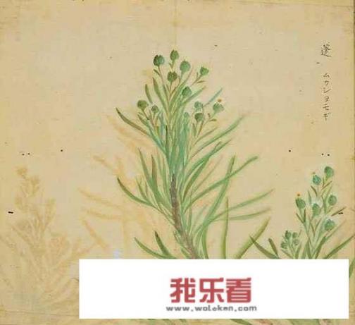 与中药有关的诗词？