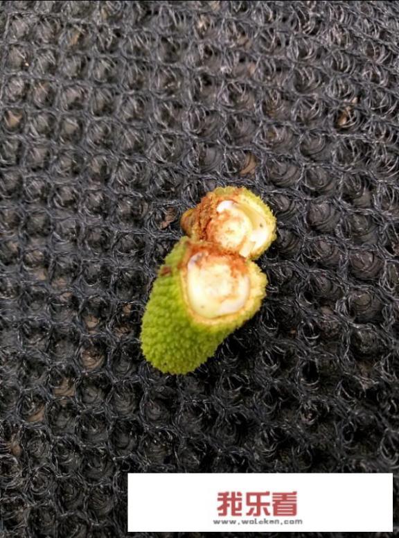 荔枝的功效与作用是什么？