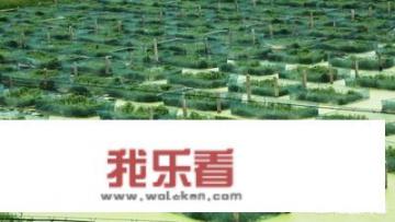 黄鳝吃什么？