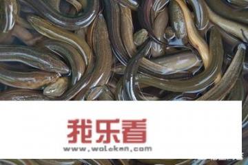 黄鳝吃什么？