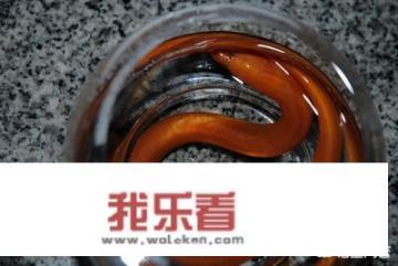 黄鳝吃什么？