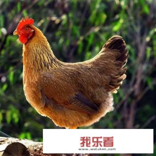 摇滚烧鸡的配方和制作过程？