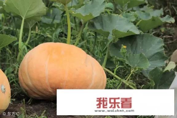 老南瓜怎么做好吃？