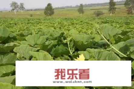 老南瓜怎么做好吃？