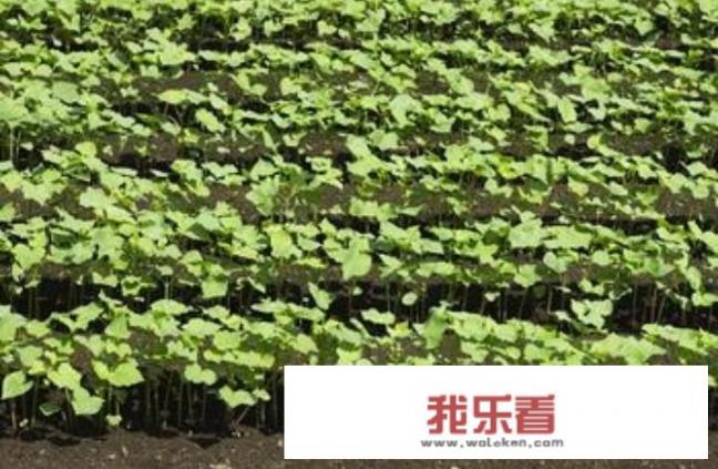 甜荞麦苗芽菜种植方法？