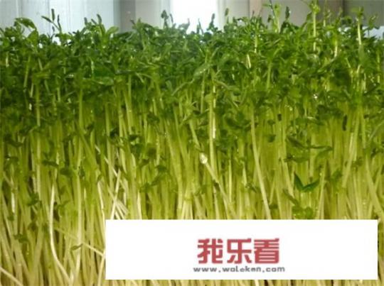 甜荞麦苗芽菜种植方法？