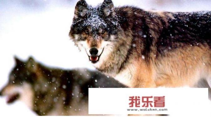 华为手机好还是荣耀好？