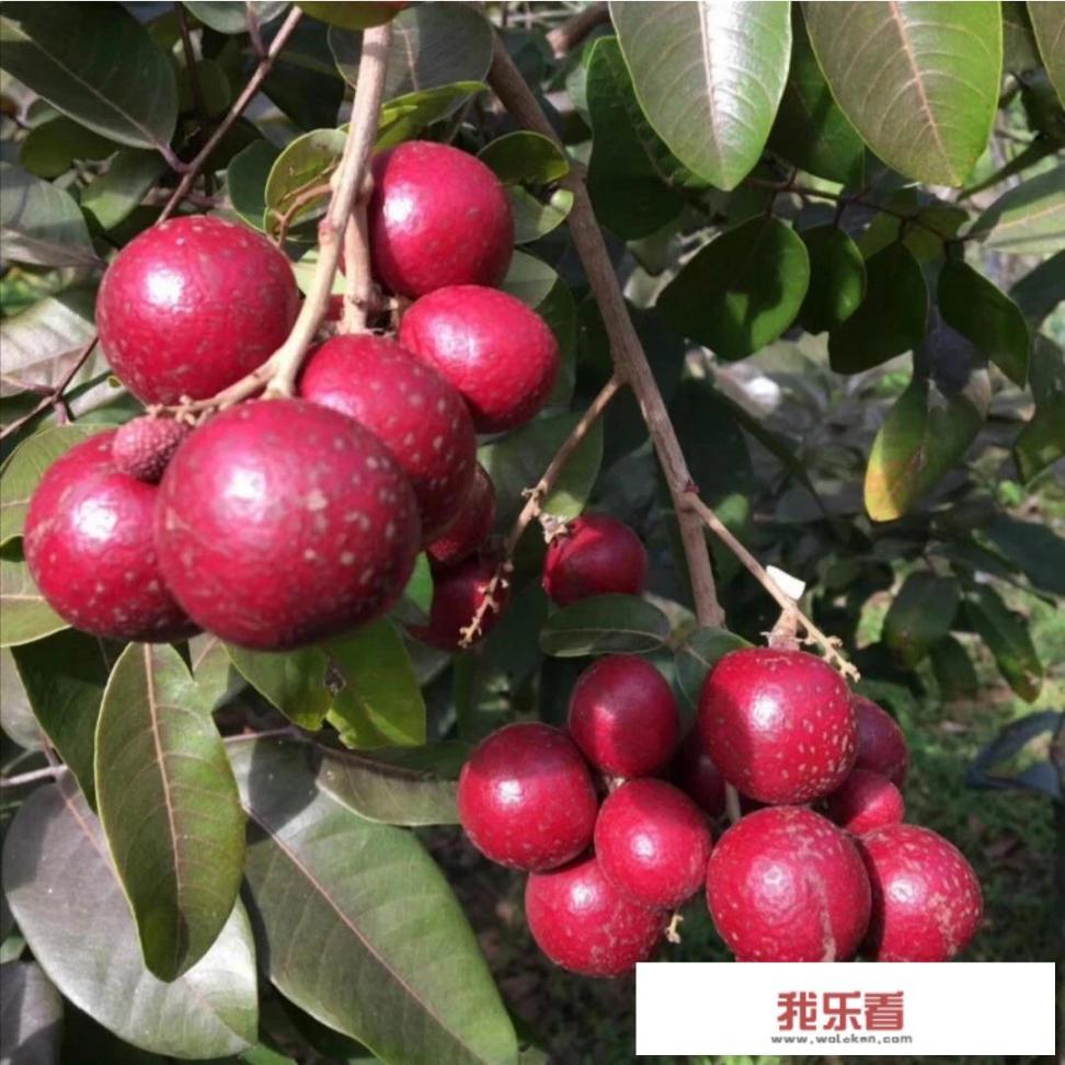 送礼水果排行榜前十名？