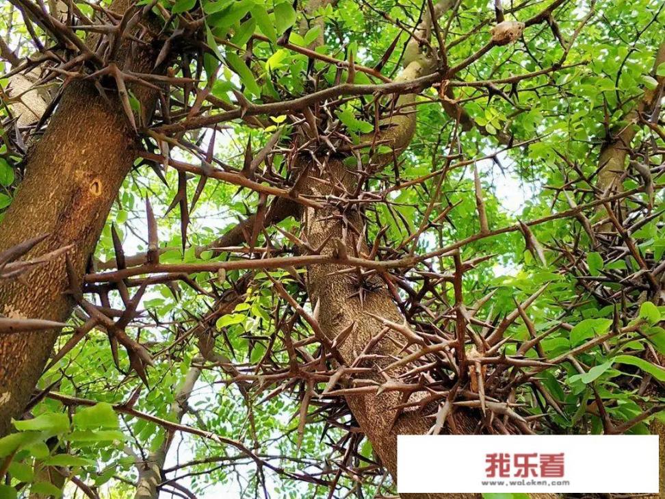 皂角树为什么那么贵，直径一米的能值1万多？价值何在？