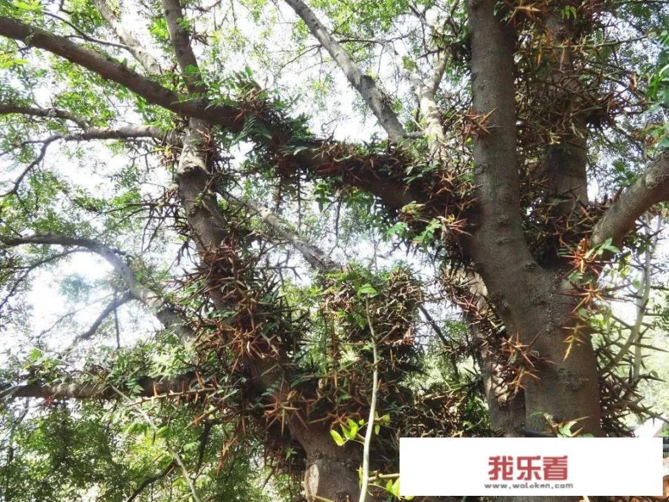 皂角树为什么那么贵，直径一米的能值1万多？价值何在？