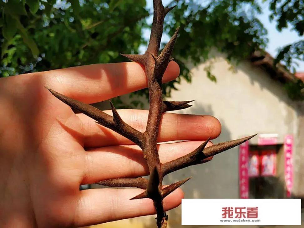 皂角树为什么那么贵，直径一米的能值1万多？价值何在？