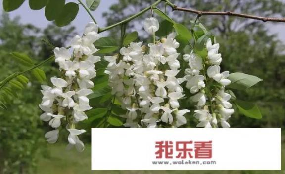 槐花炒蛋怎么做？