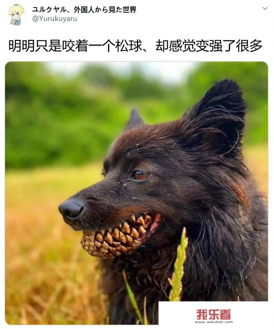华为手机越做越好了，为什么屏幕素质一直是同价位中最差的那个？
