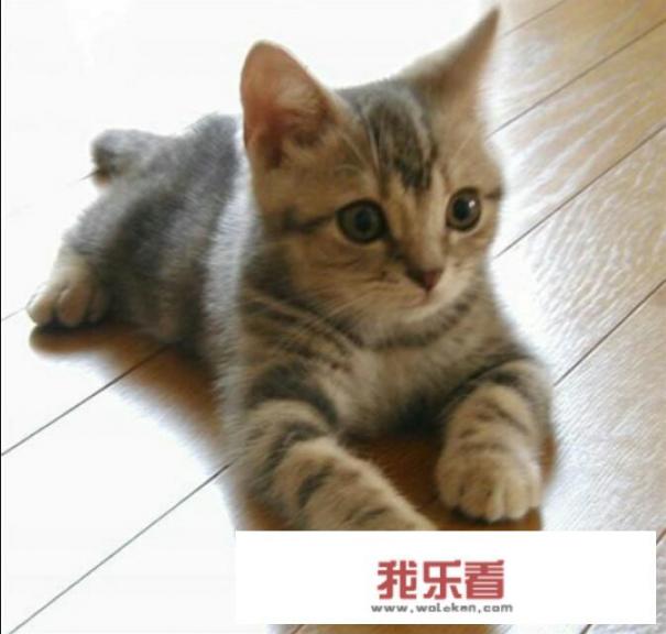 德鲁伊星光猫外观绝版了吗？