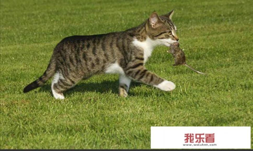 德鲁伊星光猫外观绝版了吗？