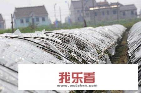 安徽砀山的气候特点？