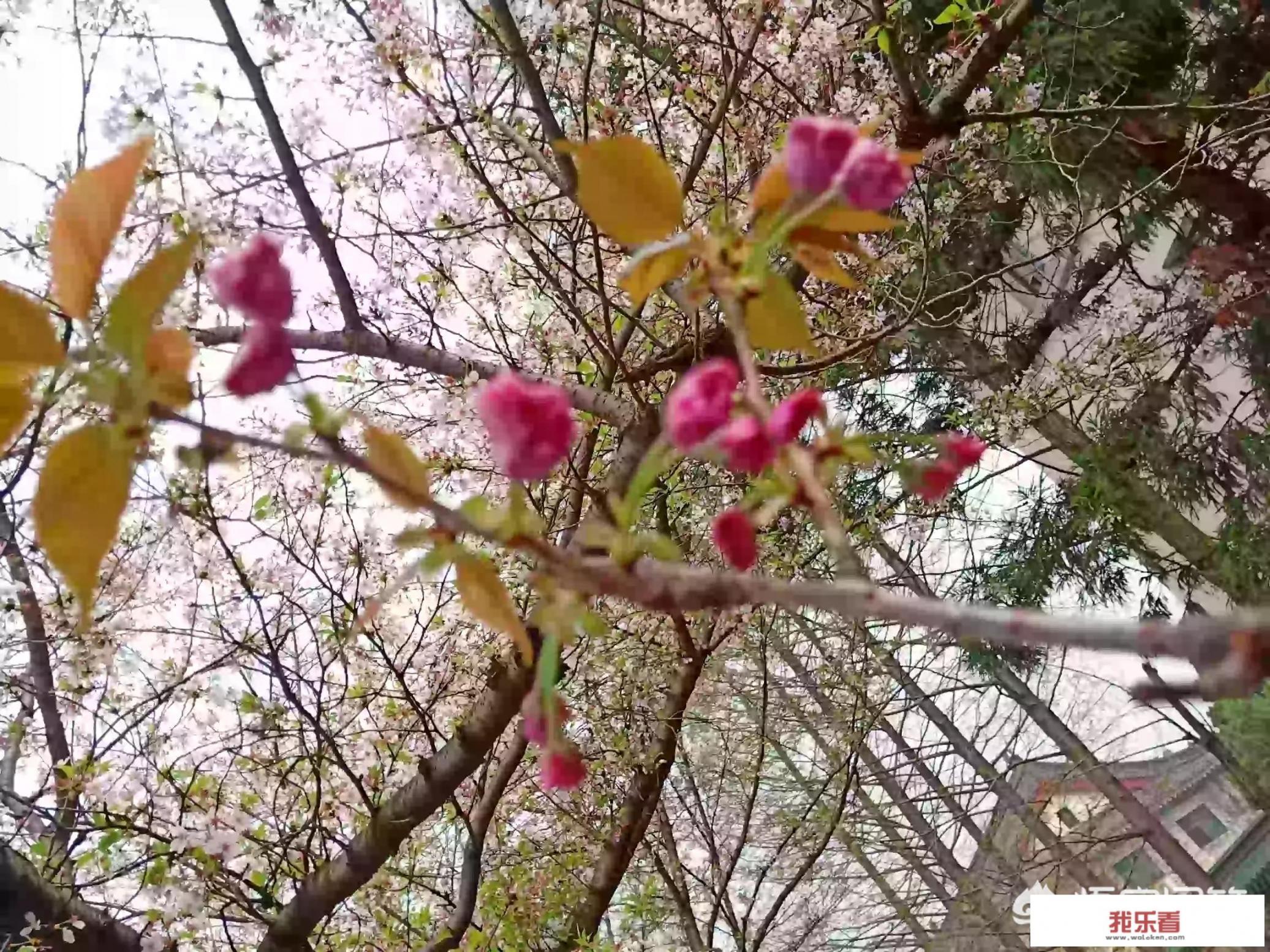 鸡鸣寺古诗？