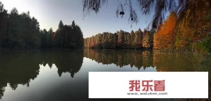 上海海湾国家森林公园免票吗？