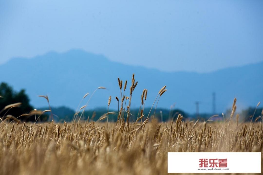 夏日摄影壁纸之清新视觉盛宴