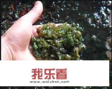 地皮菜怎么洗干净？