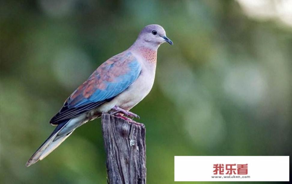 斑鸠，叫声？