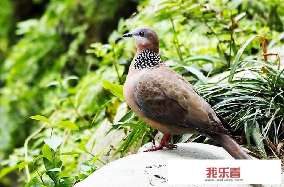 斑鸠，叫声？