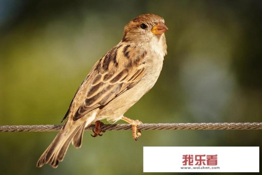 开纯白色的兰花品种是什么品种？