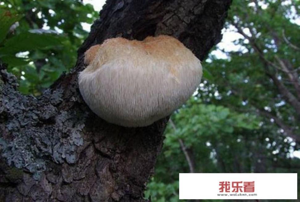 猴头菇的产地与挑选指南