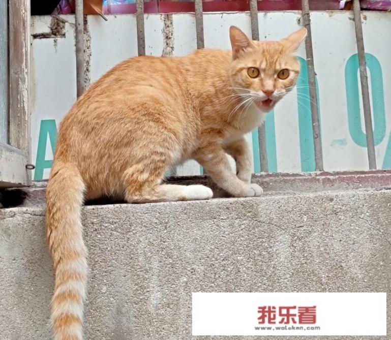 生气的打油诗？
