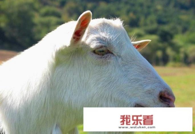 求专业人士鉴定图片中的羊是什么羊，看那个羊尾巴怎么那么大呢? 最后具体一些，谢谢了？