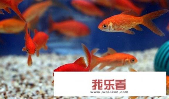 金鱼，这小小的水生生物却有着如此丰富的色彩与形态。从传统分类法到现代划分，金鱼家族不仅种类繁多，还各自拥有一种独特的魅力。