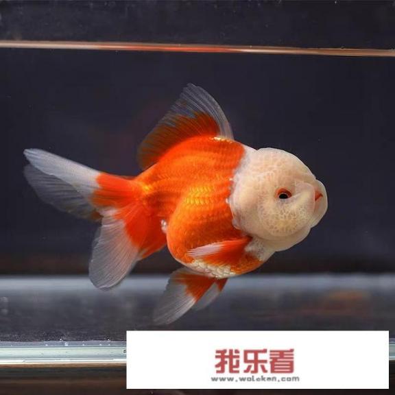 金鱼，这小小的水生生物却有着如此丰富的色彩与形态。从传统分类法到现代划分，金鱼家族不仅种类繁多，还各自拥有一种独特的魅力。