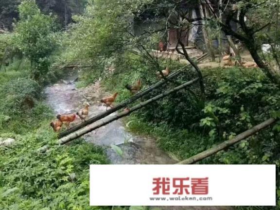鸡皮肤图片，什么是鸡皮肤？