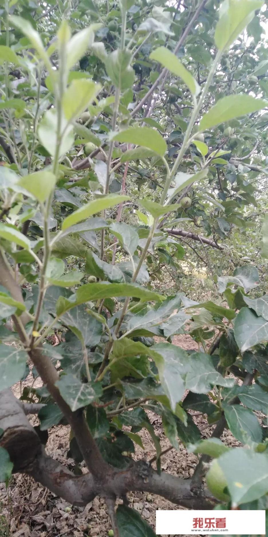 苹果树代表什麼意思吗？