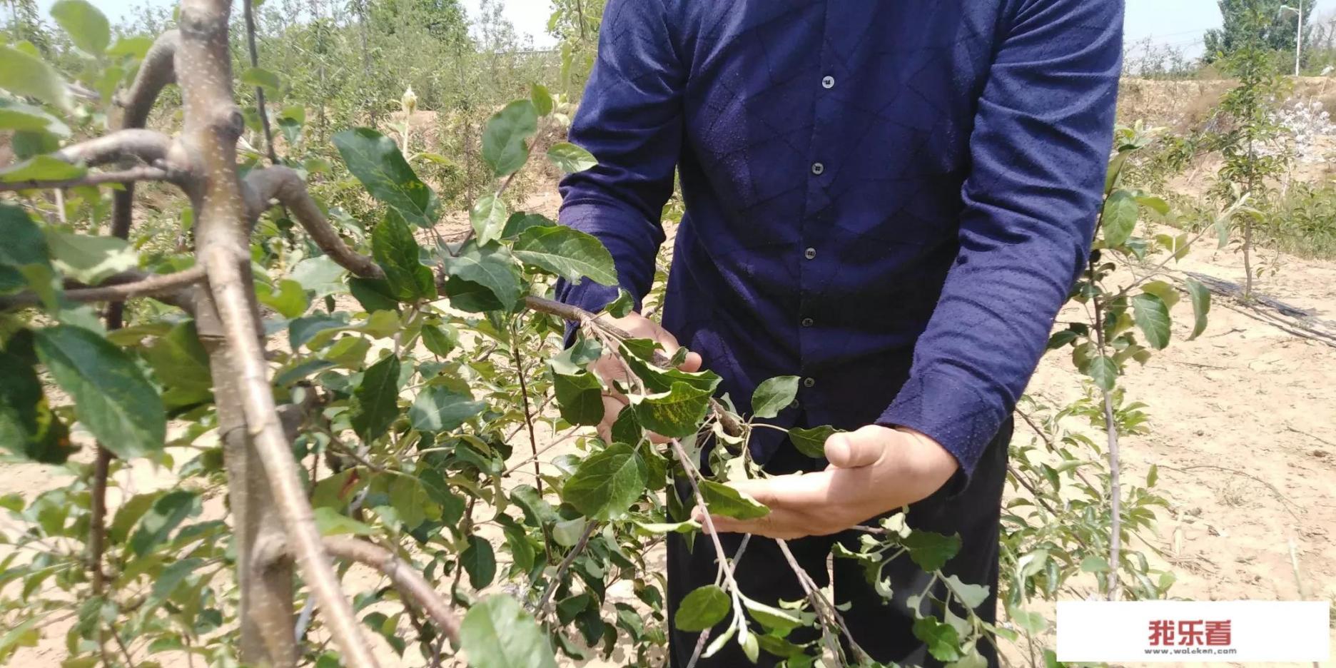 苹果树代表什麼意思吗？