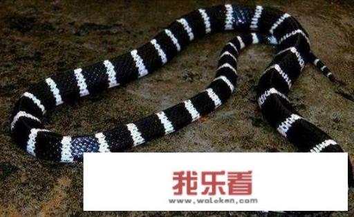 晚上在农村钓鱼碰到几条图片上这种蛇，随手抓起把它抛得远远的，是不是毒蛇？