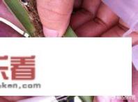 十大的椰子树？