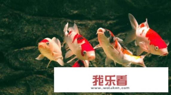 锦鲤和锦鲫有什么区别，对比图片？