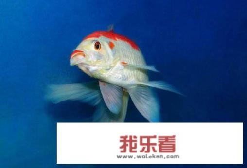 锦鲤和锦鲫有什么区别，对比图片？