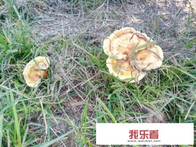 探寻无毒灵芝的美丽身影