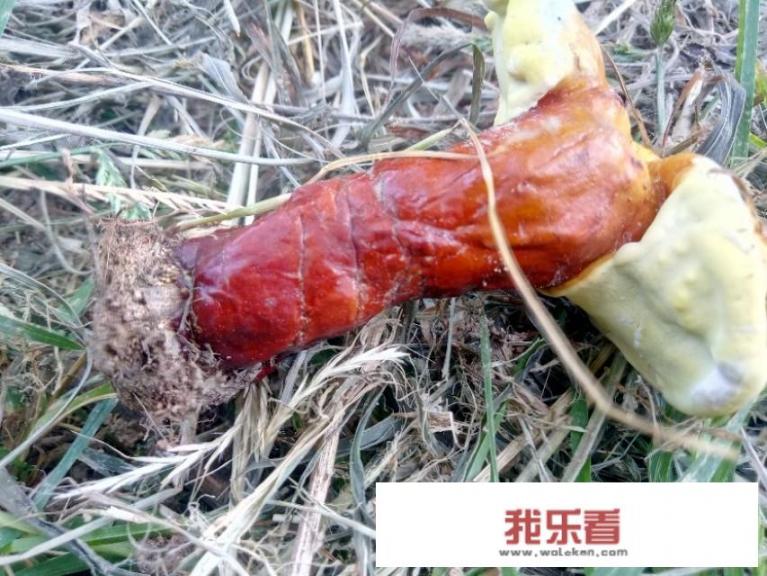探寻无毒灵芝的美丽身影
