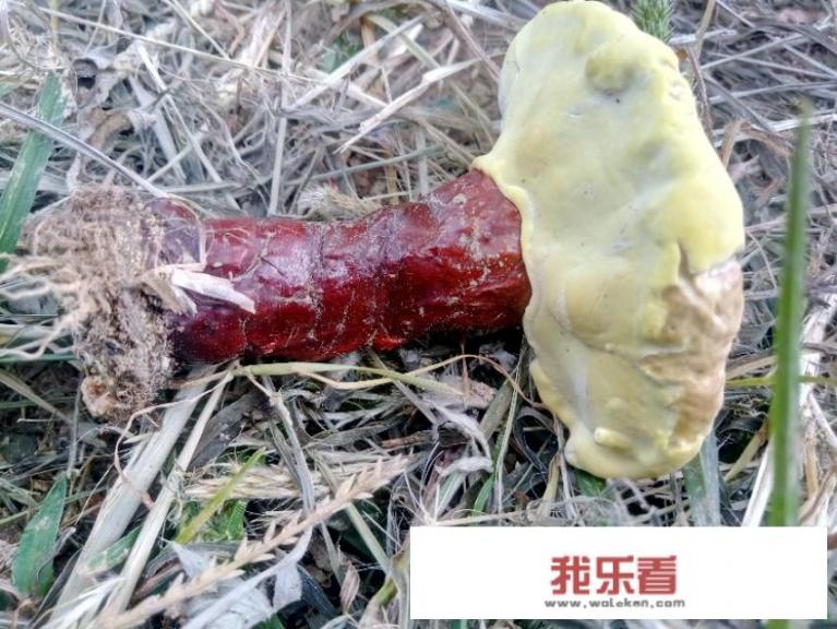 探寻无毒灵芝的美丽身影