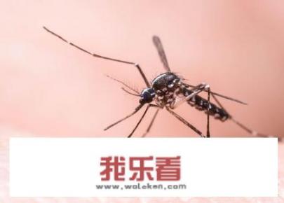 疟蚊与普通蚊子的图片区别？