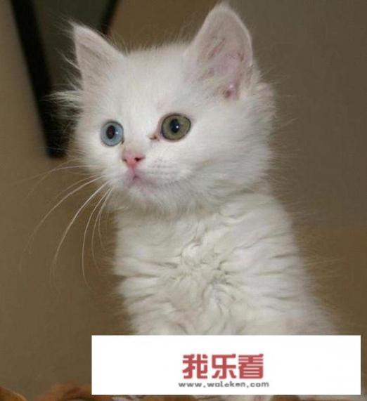 世界上最好看的十种猫咪颜值排名,看看你家的主子排第几|土耳其|？