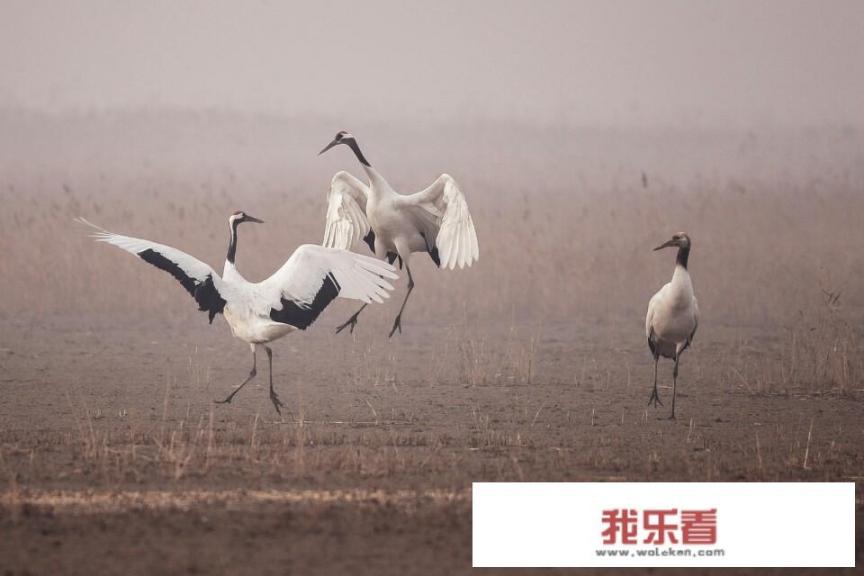 仙鹤代表着什么寓意？