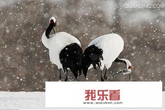 仙鹤代表着什么寓意？